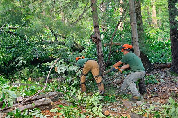 Best Residential Tree Removal  in Clarkson Valley, MO